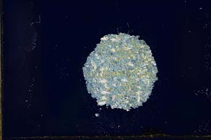 Cross Polarized, S21238