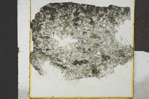 Plane Polarized, S21346