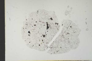 Plane Polarized, S21349/A