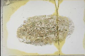 Plane Polarized, S21370
