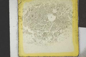 Plane Polarized, S21417