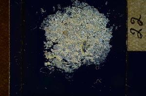 Cross Polarized, S21419