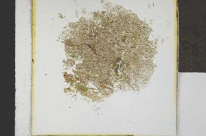 Plane Polarized, S21419