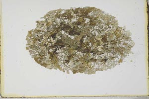 Plane Polarized, S21423