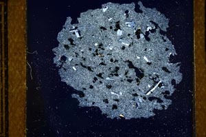 Cross Polarized, S21429