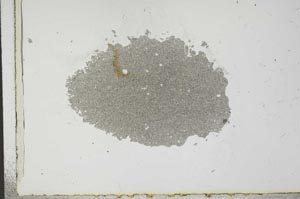 Plane Polarized, S21529