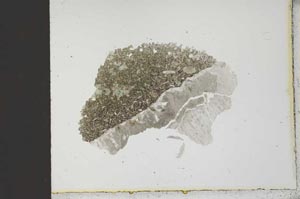 Plane Polarized, S21531