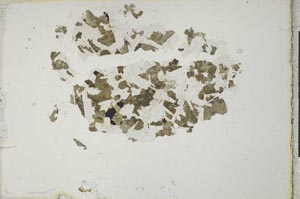 Plane Polarized, S21544