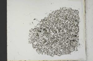 Plane Polarized, S21559