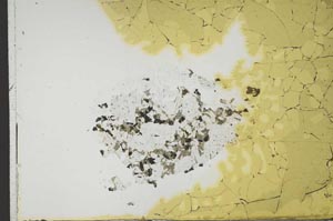 Plane Polarized, S21591