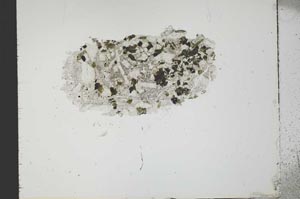 Plane Polarized, S21598