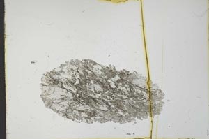Plane Polarized, S21614