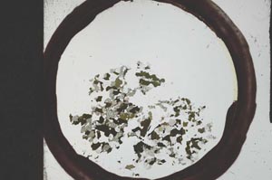 Plane Polarized, S21622