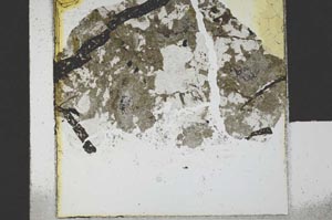 Plane Polarized, S21660