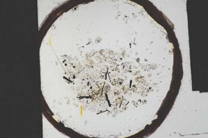 Plane Polarized, S21667