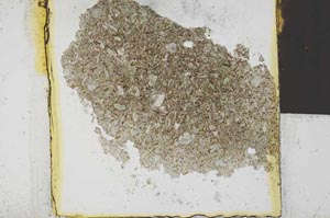 Plane Polarized, S21673