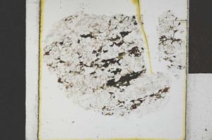 Plane Polarized, S21674