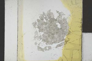 Plane Polarized, S21677