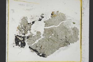 Plane Polarized, S21679
