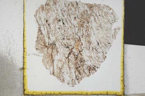 Plane Polarized, S21684