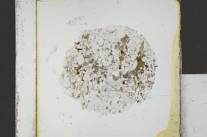 Plane Polarized, S21686