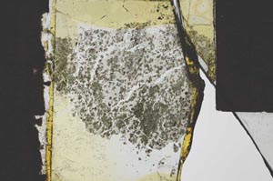 Plane Polarized, S21694