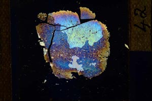 Cross Polarized, S21733