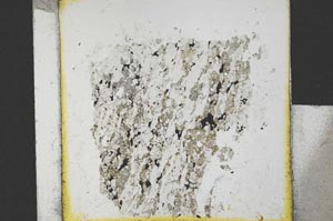 Plane Polarized, S21759