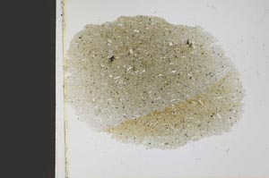 Plane Polarized, S21767