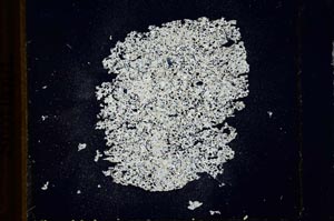 Cross Polarized, S21786