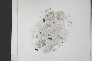 Plane Polarized, S21787