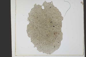 Plane Polarized, S21793