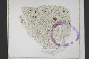 Plane Polarized, S21796