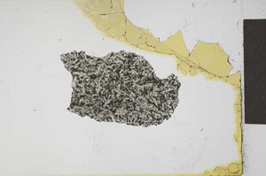 Plane Polarized, S21817