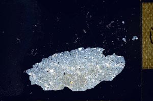 Cross Polarized, S21830