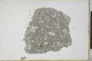 Plane Polarized, S21838