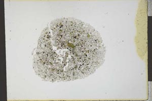 Plane Polarized, S21849