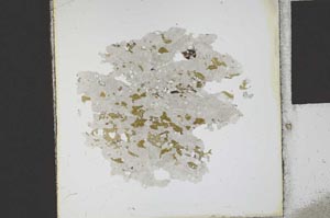 Plane Polarized, S21859