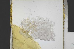 Plane Polarized, S21861