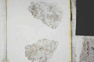 Plane Polarized, S21863