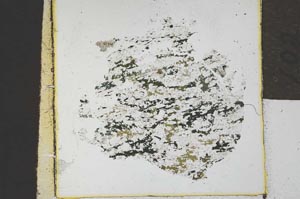 Plane Polarized, S21878