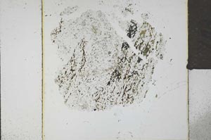 Plane Polarized, S21881