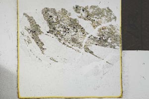 Plane Polarized, S21884