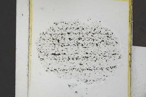Plane Polarized, S21885