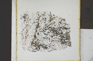 Plane Polarized, S21887