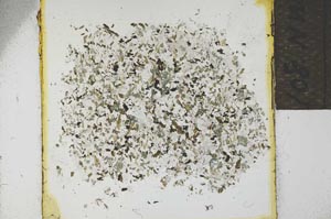 Plane Polarized, S21889