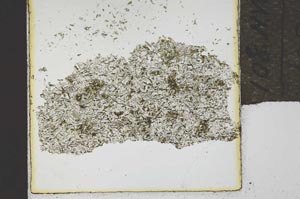 Plane Polarized, S21890