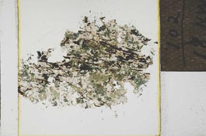 Plane Polarized, S21899