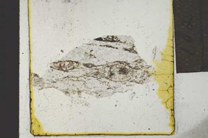 Plane Polarized, S21903