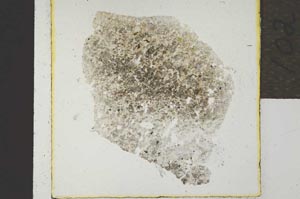 Plane Polarized, S21904
